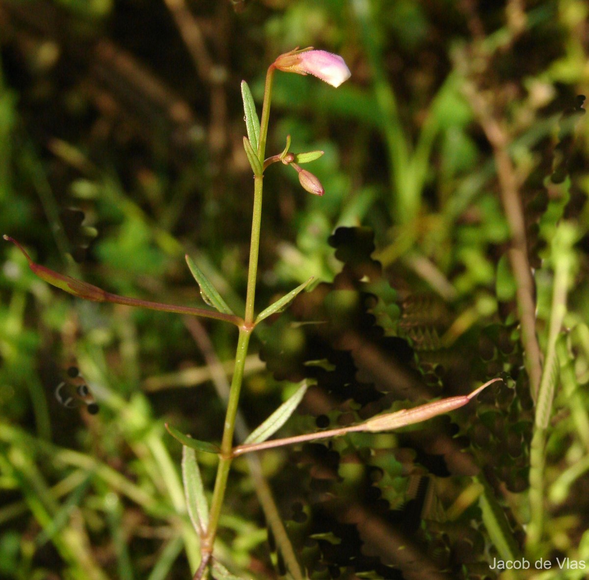 Vandellia micrantha (D.Don) Eb.Fisch., Schäferh. & Kai Müll.